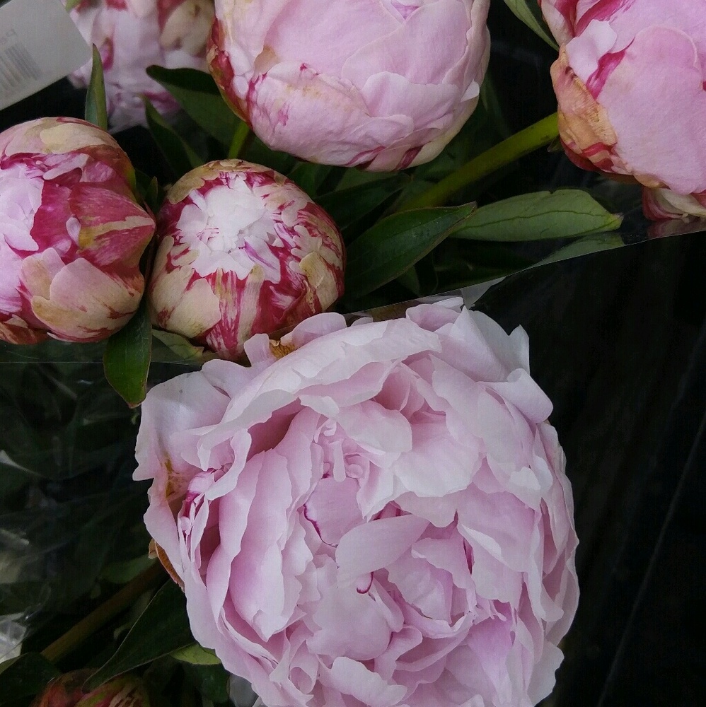 Meet your Posher, Galina